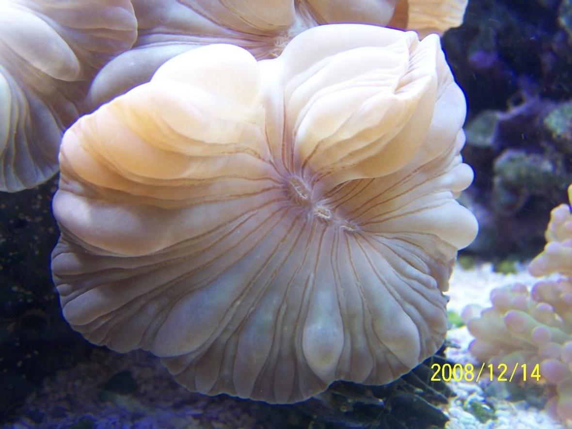 corals inverts - nemanzophyllia turbida - fox coral stocking in 75 gallons tank - Fox Coral