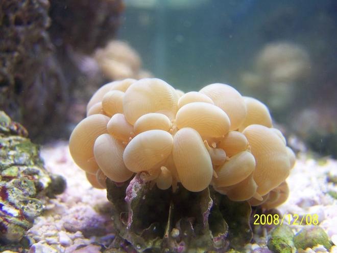 corals inverts - plerogyra sinuosa - bubble coral stocking in 75 gallons tank - Bubble Coral