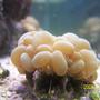 corals inverts - plerogyra sinuosa - bubble coral stocking in 75 gallons tank - Bubble Coral