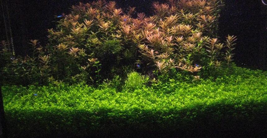 Rated #21: 29 Gallons Planted Tank - day 103