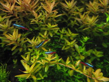 freshwater fish - paracheirodon innesi - neon tetra jumbo stocking in 29 gallons tank - Tetras hangin out on a warm day