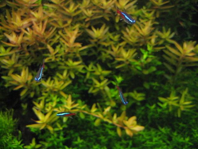freshwater fish - paracheirodon innesi - neon tetra jumbo stocking in 29 gallons tank - Neon Tetras