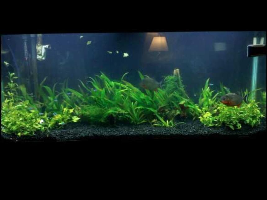 Rated #169: 55 Gallons Planted Tank - Here's a shot of my first planted tank after 2 weeks of CO2 and Coralife 130 watt.  Sorry for the pic resolution it was taken with my camera phone.