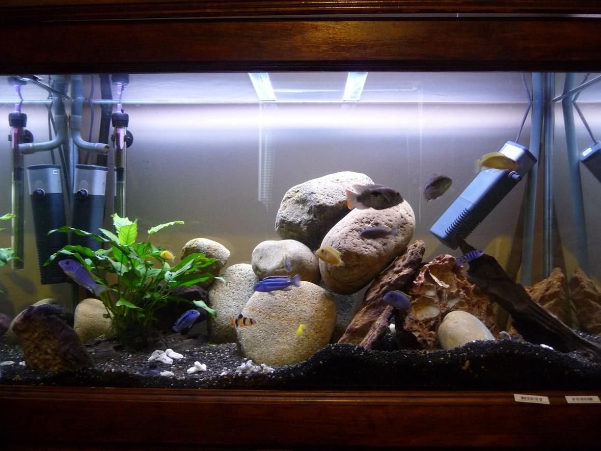 55 gallons freshwater fish tank (mostly fish and non-living decorations) - Help! ~ This is a fairly adequate picture of my aquarium. Im no professional photographer. But this gives the gist of my tank. Awaiting advice/ criticism :)