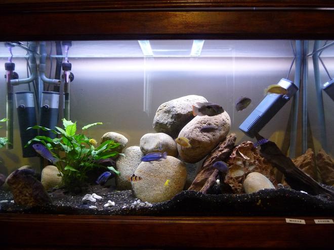 55 gallons freshwater fish tank (mostly fish and non-living decorations) - Help! ~ This is a fairly adequate picture of my aquarium. Im no professional photographer. But this gives the gist of my tank. Awaiting advice/ criticism :)