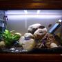 55 gallons freshwater fish tank (mostly fish and non-living decorations) - Help! ~ This is a fairly adequate picture of my aquarium. Im no professional photographer. But this gives the gist of my tank. Awaiting advice/ criticism :)