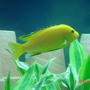 freshwater fish - labidochromis caeruleus - electric yellow cichlid stocking in 75 gallons tank - Electric Yellow Lab
