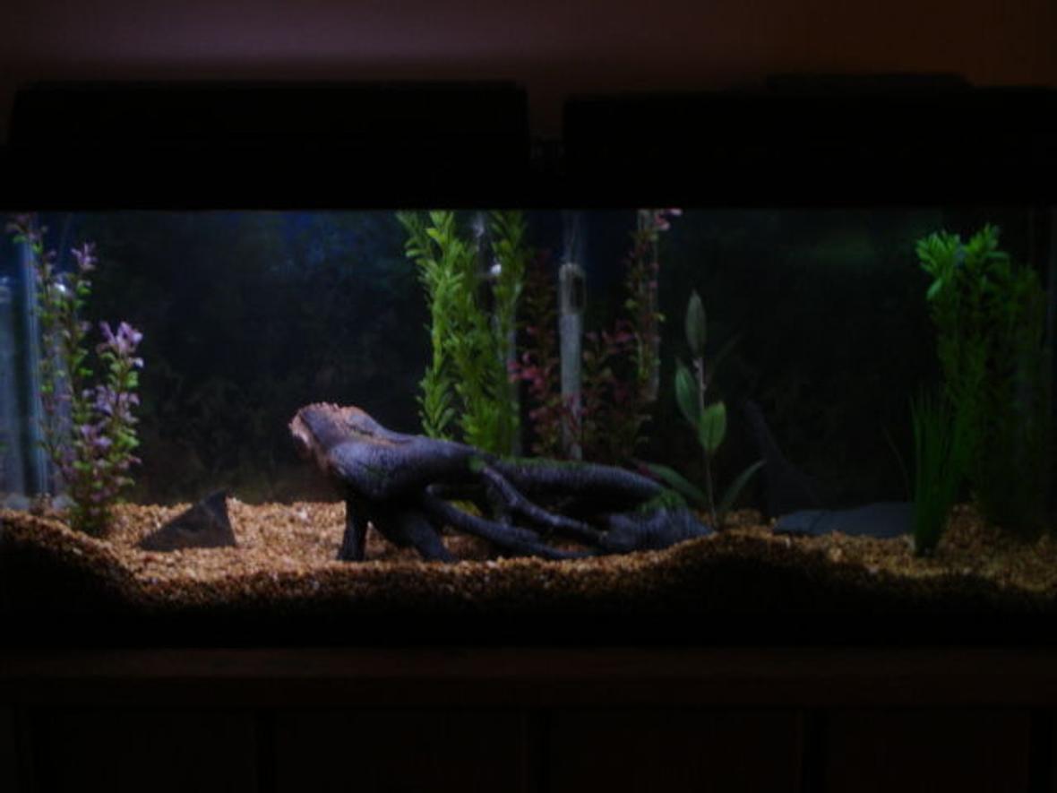 55 gallons freshwater fish tank (mostly fish and non-living decorations) - first picture