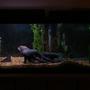 55 gallons freshwater fish tank (mostly fish and non-living decorations) - first picture