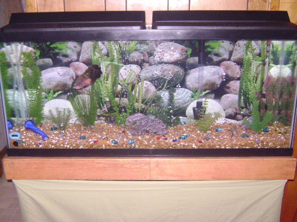 55 gallons freshwater fish tank (mostly fish and non-living decorations) - 55 Gallon Freshwater Tank