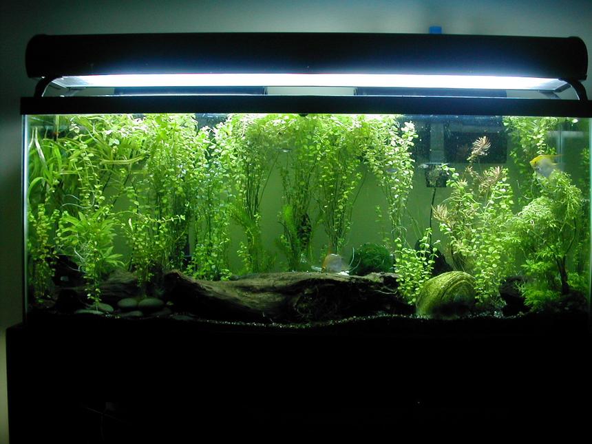 Rated #91: 55 Gallons Planted Tank - My tank has gone through many changes since last image.

Summer heat killed some pleco that fouled the water up and killed my favorite buddies.

Now I've moved out all the small fish and kept only 2 angels, 1 pleco who is NOT TOO BIG for the tank at this time. 2 spiny eels (fire/tiretrack) and a few feeder danios that survived.

As you can see the maricopa plant has grown EVEN MORE since the last image. A LOT more. And it has grown a lot since I took THIS image as well!

I've had to move several bundles/pots of this shit out and am selling it if anyone is interested ;)

Enjoy the image guys and ignore stupid comments left by this JayD person who read a couple articles and thinks she knows it all!