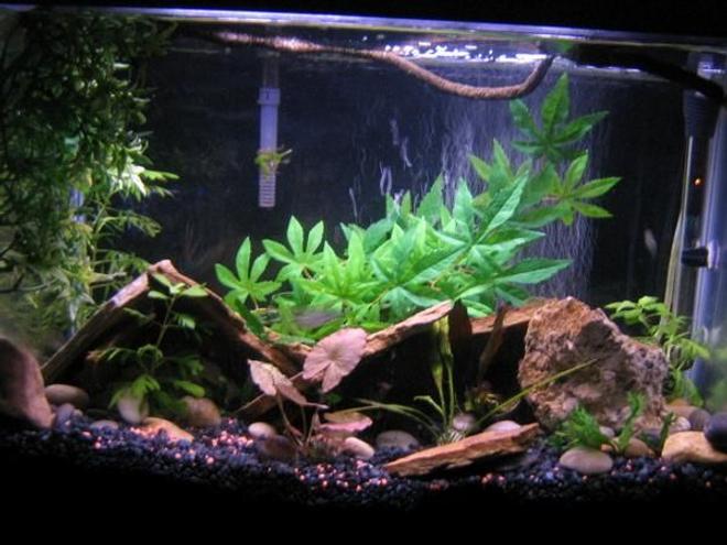 10 gallons planted tank (mostly live plants and fish) - all real plants except for the backround bush and left big bush