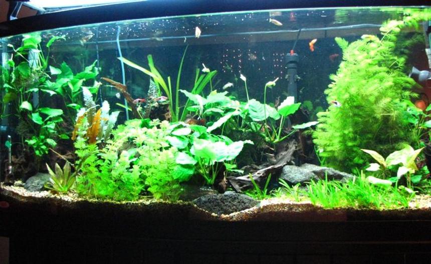 Rated #73: 72 Gallons Planted Tank - my bowfront equiped with a new co2 system