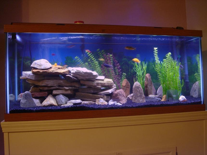 Rated #1002: 75 Gallons Freshwater Fish Tank - Freshwater 75 gallon mostly Cichlid tank.  Newest photos now that our tank has cycled and we have much cooler fish!