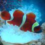 saltwater fish - premnas biaculeatus - yellowstripe maroon clownfish stocking in 8 gallons tank - Gold Striped Clown Fish nick named "Momo"