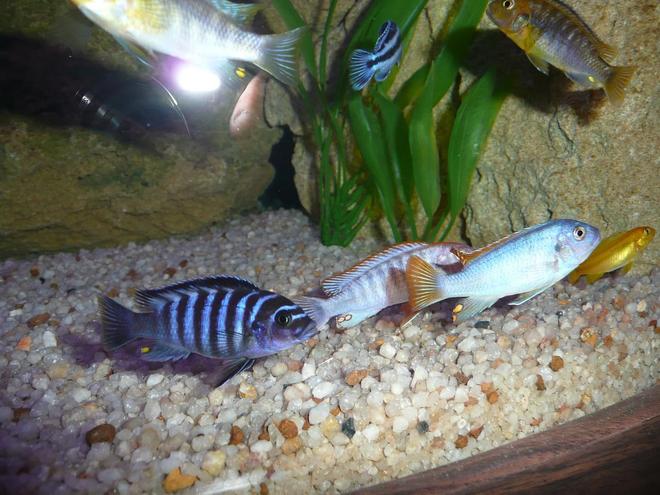 freshwater fish - pseudotropheus saulosi - saulos's mbuna stocking in 50 gallons tank - Fish