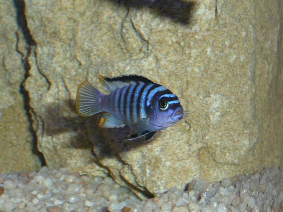 freshwater fish - pseudotropheus saulosi - saulos's mbuna stocking in 50 gallons tank - Pseudotrpoheus Salousi
