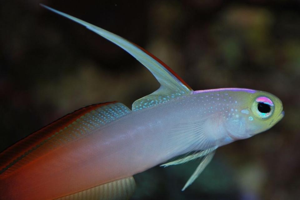 saltwater fish - nemateleotris magnifica - firefish stocking in 55 gallons tank - Firefish