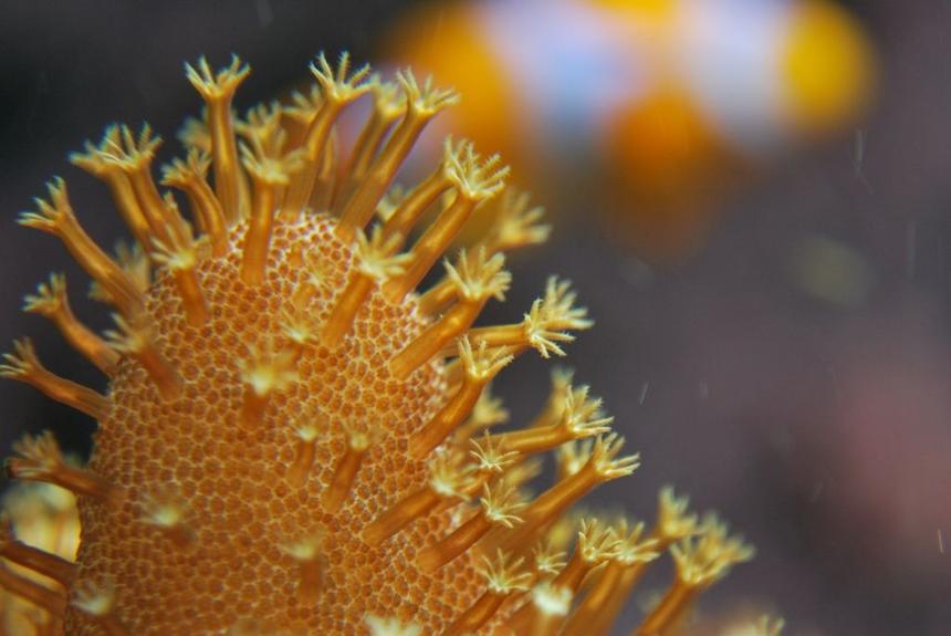 Rated #79: Corals Inverts - Lobophytum Sp. - Devil's Hand Leather Coral Stocking In 55 Gallons Tank - An attempt at a macro shot of a Devils Hand leather coral and a clown fish in background.
