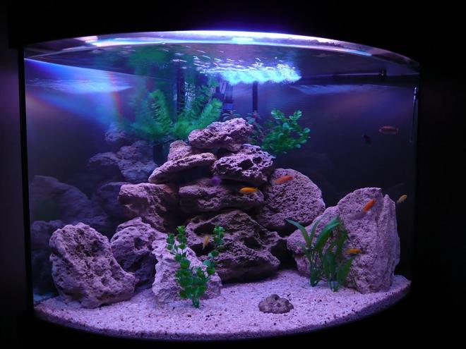 50 gallons freshwater fish tank (mostly fish and non-living decorations) - Mbuna Set Up