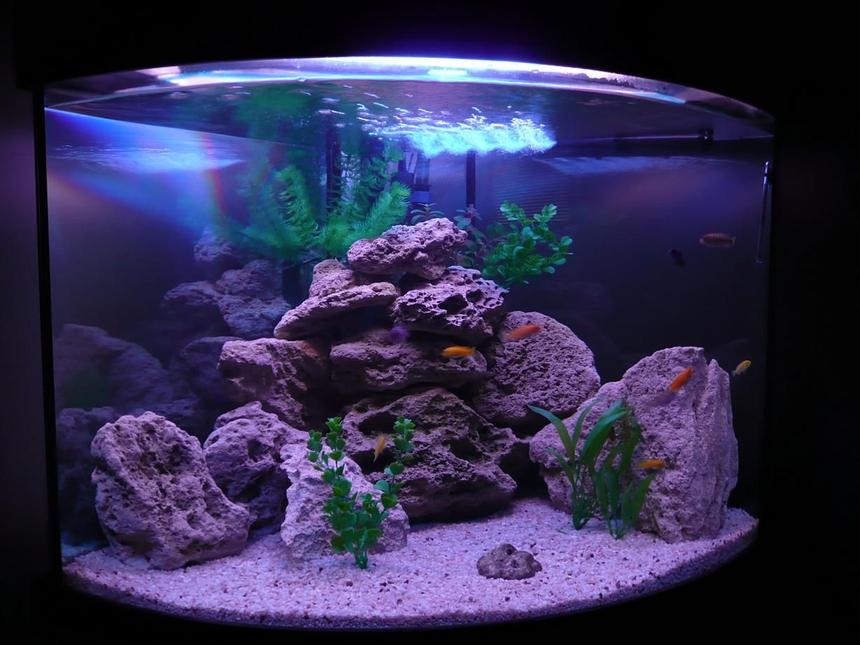 Rated #38: 50 Gallons Freshwater Fish Tank - Mbuna Set Up