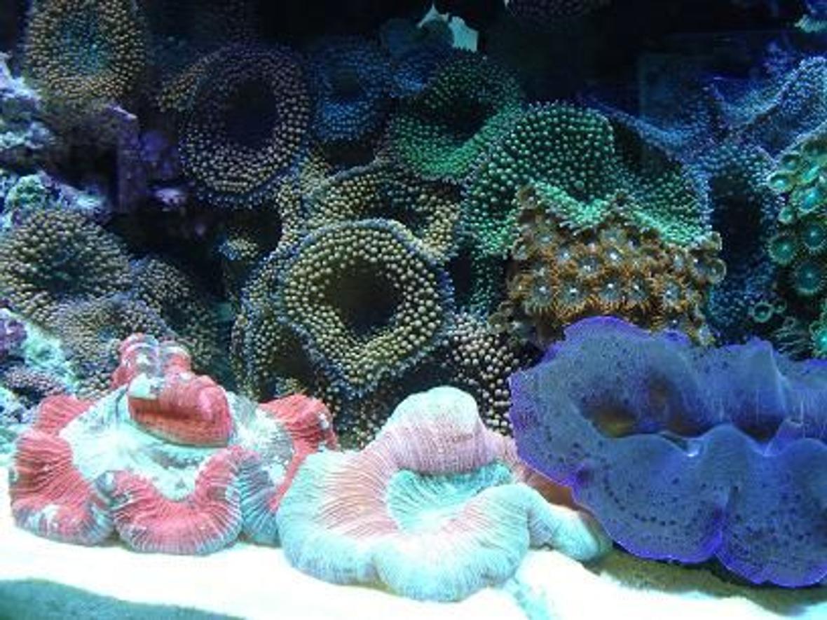 corals inverts - tridacna crocea - crocea clam, second grade stocking in 90 gallons tank - two brains, clam, zoos, and ricordea