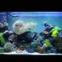 90 gallons reef tank (mostly live coral and fish) - my reef