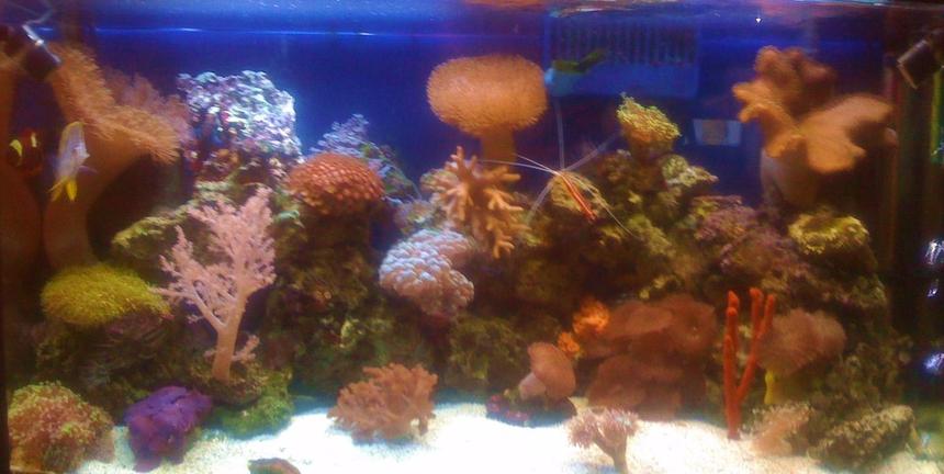 Rated #66: Corals Inverts - Sarcophyton Sp. - Toadstool Mushroom Leather Coral Stocking In 45 Gallons Tank - 45 Gallon Reef Tank, took the picture with my phone so sorry for the quality