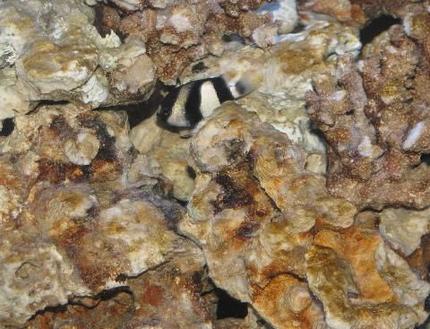 saltwater fish - dascyllus aruanus - three stripe damselfish stocking in 12 gallons tank - 3 Stripe Damsel