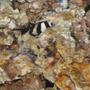 saltwater fish - dascyllus aruanus - three stripe damselfish stocking in 12 gallons tank - 3 Stripe Damsel
