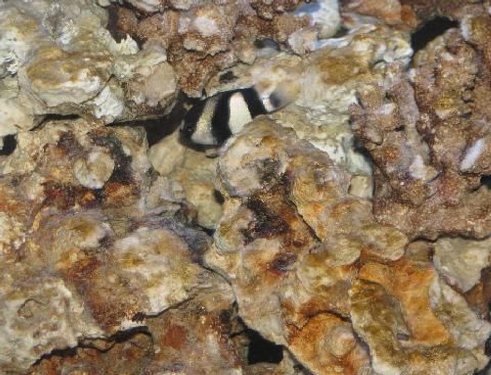 saltwater fish - dascyllus aruanus - three stripe damselfish stocking in 12 gallons tank - 3 Stripe Damsel