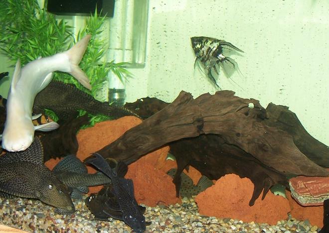freshwater fish - pterophyllum sp. - marble veil angel stocking in 180 gallons tank - Our 180 gal. tank