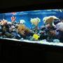 185 gallons reef tank (mostly live coral and fish) - update
