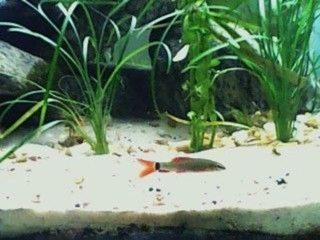 freshwater fish - epalzeorhynchos frenatus - rainbow shark stocking in 160 gallons tank - Rainbow Shark- juvenile