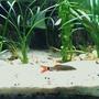 freshwater fish - epalzeorhynchos frenatus - rainbow shark stocking in 160 gallons tank - Rainbow Shark- juvenile