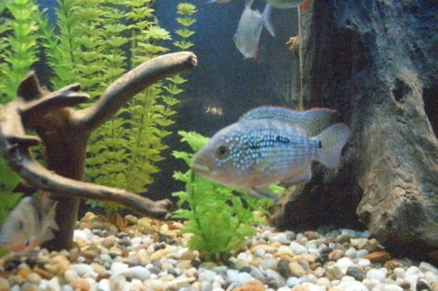 Rated #1132: Freshwater Fish - Nandopsis Octofasciatum - Jack Dempsey Stocking In 55 Gallons Tank - Electric Blue Jack Dempsey