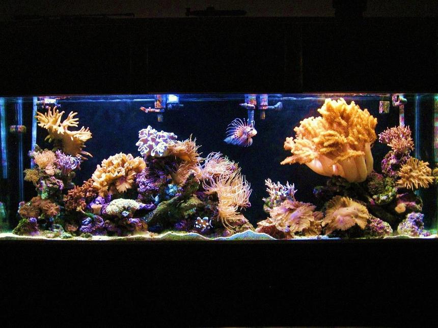 Rated #5: 150 Gallons Reef Tank - my 150 gallon