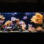 150 gallons reef tank (mostly live coral and fish) - my 150 gallon