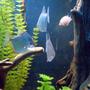 freshwater fish - metynnis argenteus - silver dollar stocking in 55 gallons tank - School of Silver Dollars and Pink Convict