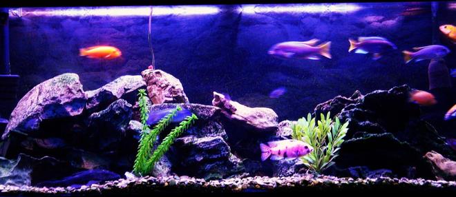 freshwater fish - aulonocara nyassae var. - peacock cichlid, orange blossom stocking in 55 gallons tank - Original 55 Gallon African Cichlid Aquarium