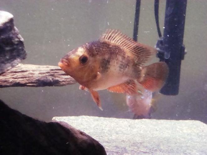 freshwater fish - amphilophus citrinellus - midas cichlid stocking in 55 gallons tank - Interestingly colored midas