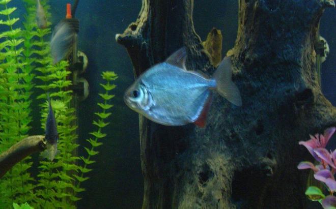 freshwater fish - metynnis argenteus - silver dollar stocking in 55 gallons tank - Silver Dollars
