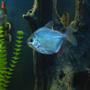 freshwater fish - metynnis argenteus - silver dollar stocking in 55 gallons tank - Silver Dollars