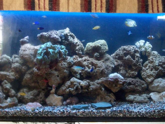 saltwater fish - chrysiptera parasema - yellowtail damselfish stocking in 60 gallons tank - 70 gal 1 month old set-up