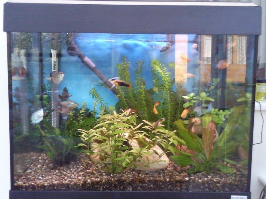 Rated #184: 90 Gallons Planted Tank - 90L fluval roma planted tank. Im using an external fluval 205 filter. 200w heater.

platys, gouramis, danios, pentazonia barbs, cardinal tetra, 1 common plec, 1 clown loach, guppys, 4 phantom tetra.