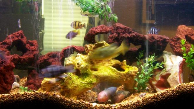 freshwater fish - haplochromis sp. 44 - haplochromis obliquidens stocking in 30 gallons tank - Our 55 gallon