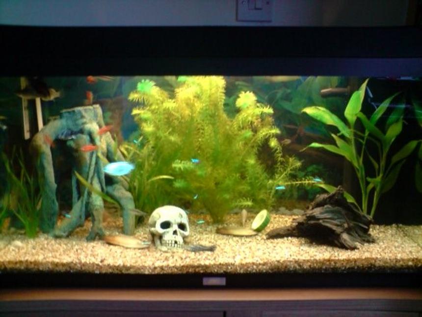 Rated #3196: 31 Gallons Freshwater Fish Tank - My First!!!