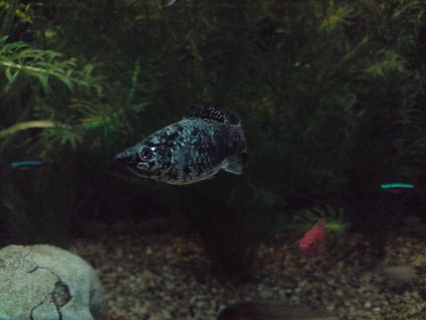 Rated #1153: Freshwater Fish - Poecilia Latipinna - Dalmatian Molly Stocking In 31 Gallons Tank - Ozzy the Molly