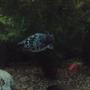 freshwater fish - poecilia latipinna - dalmatian molly stocking in 31 gallons tank - Ozzy the Molly