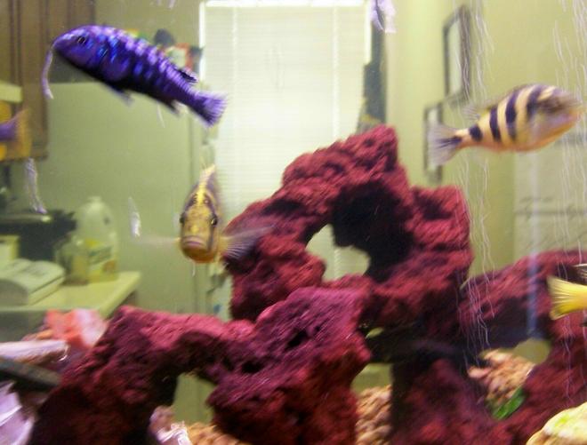 freshwater fish - haplochromis sp. 44 - haplochromis obliquidens stocking in 30 gallons tank - some of our fish...
venustus, johanni, and female obliquiden